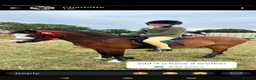 Welsh Section A horses for sale: Sad sale of a great pony  - Advert 1