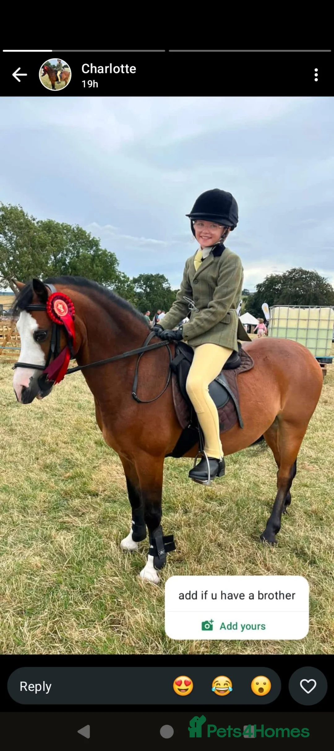 Welsh Section A horses for sale: Sad sale of a great pony  - Advert 1