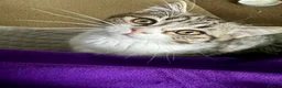 Mixed Breed cats for sale:     Adorable Kitten Looking for a Loving Home - Advert 7