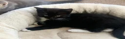Mixed Breed cats for sale: 1 Beautiful Black & White Female Kitten Left  - Advert 6