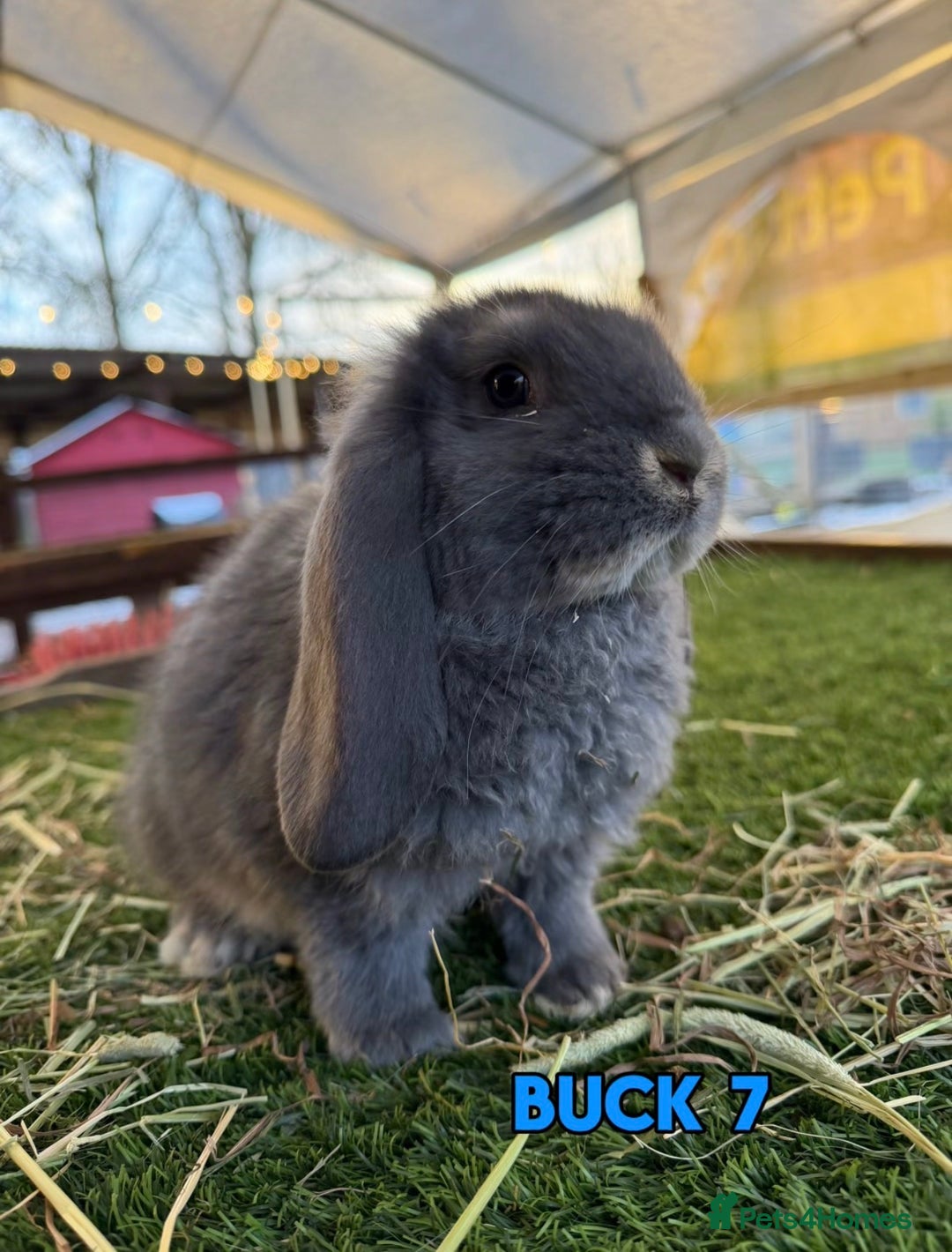 French Lop rabbits for sale: Handsome French Lop Bucks🐰💙 - Advert 7