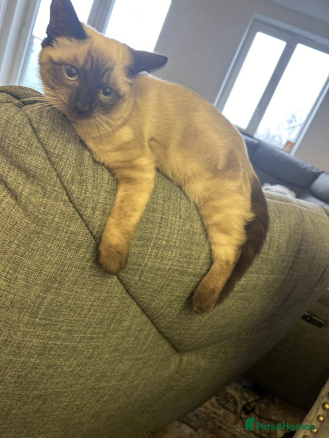 Siamese cats for sale: Cute and lively Siamese and Ragdoll mix cat Female - Image 4