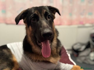 German Shepherd dogs German shepherd - Advert 1