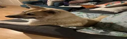 Huskita dogs for sale: Beautiful Blonde/Light Brown Huskita in Manchester - Advert 4