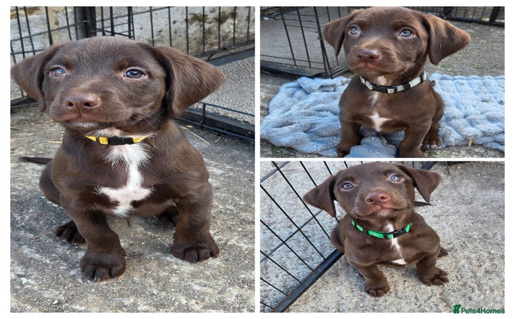 Mixed Breed dogs in Ashbourne - Advert 3