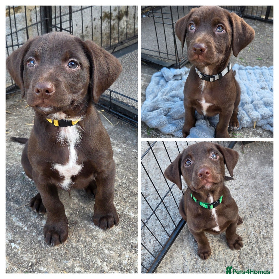 Mixed Breed dogs for sale: Kelpie cross springer spaniel  in Ashbourne - Image 1