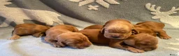 Cocker Spaniel dogs for sale: KC Reg Show Type Cocker Spaniel puppies - Advert 16