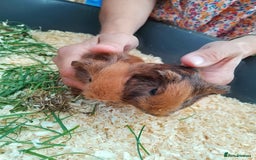 Guinea Pig rodents for sale: 4 sows - Image 4