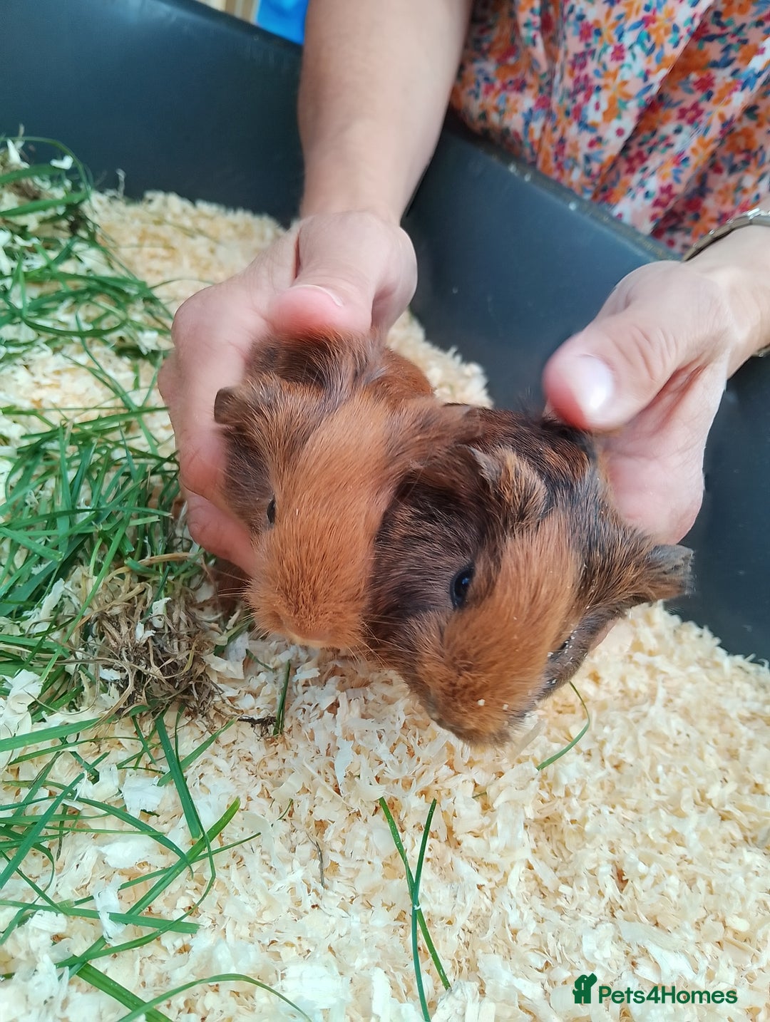 Guinea Pig rodents for sale: 4 sows - Image 4