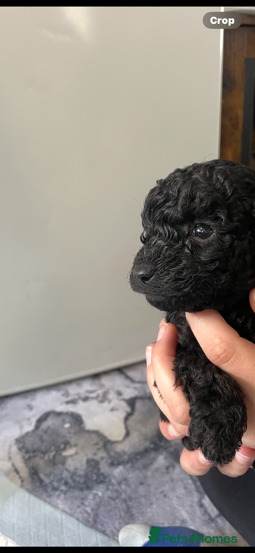 Cockapoo dogs for sale: Beautiful litter of cockapoo puppies  - Image 9