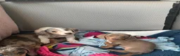 Miniature Dachshund dogs for sale: Miniature Dachshund Pups🤩 1 boy & girl available! - Advert 1
