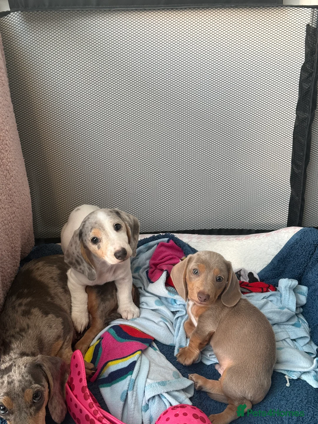 Miniature Dachshund dogs for sale: Miniature Dachshund Pups🤩 1 boy & girl available! - Advert 1