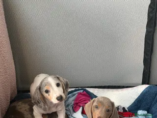 Miniature Dachshund dogs Miniature Dachshund Pups🤩 1 boy & girl available! - Advert 3