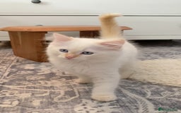 Ragdoll cats for sale: The Brave Little Prince - Image 5