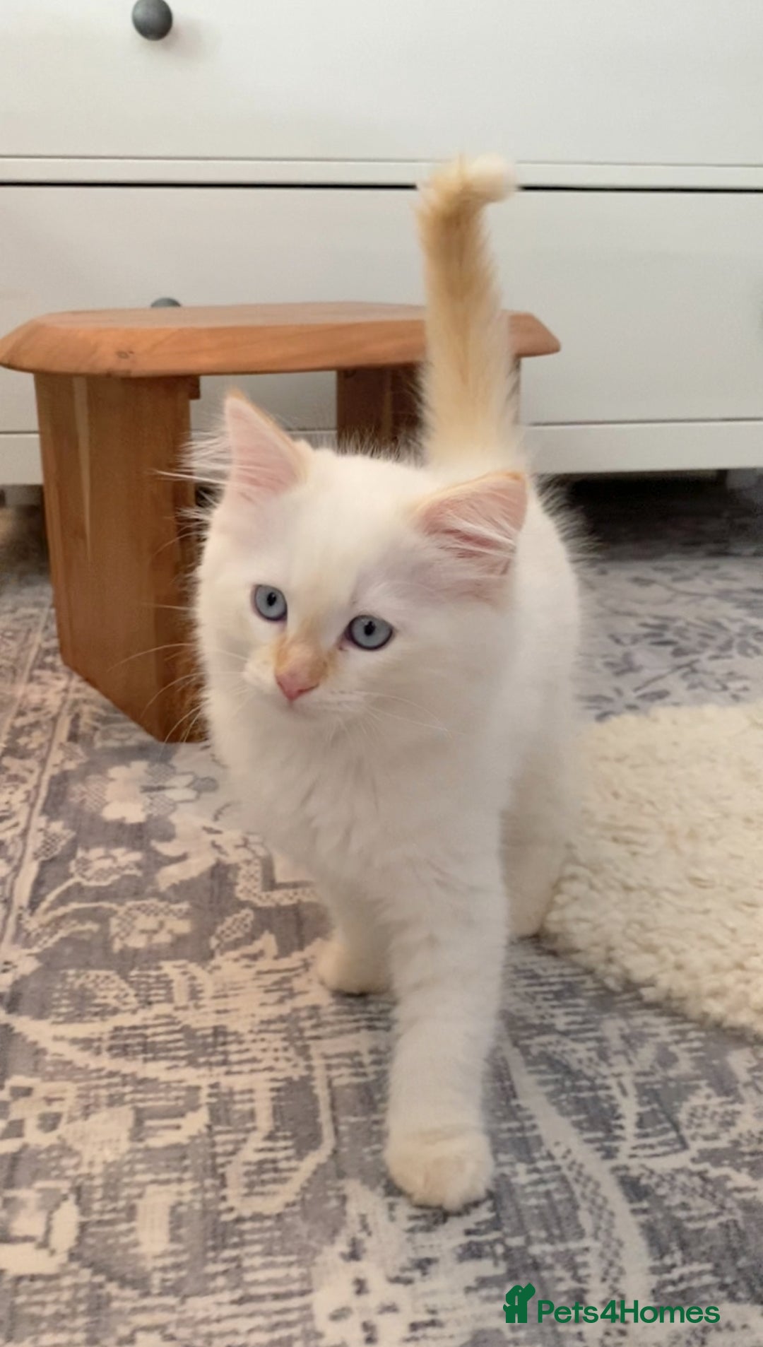 Ragdoll cats for sale: The Brave Little Prince - Image 5