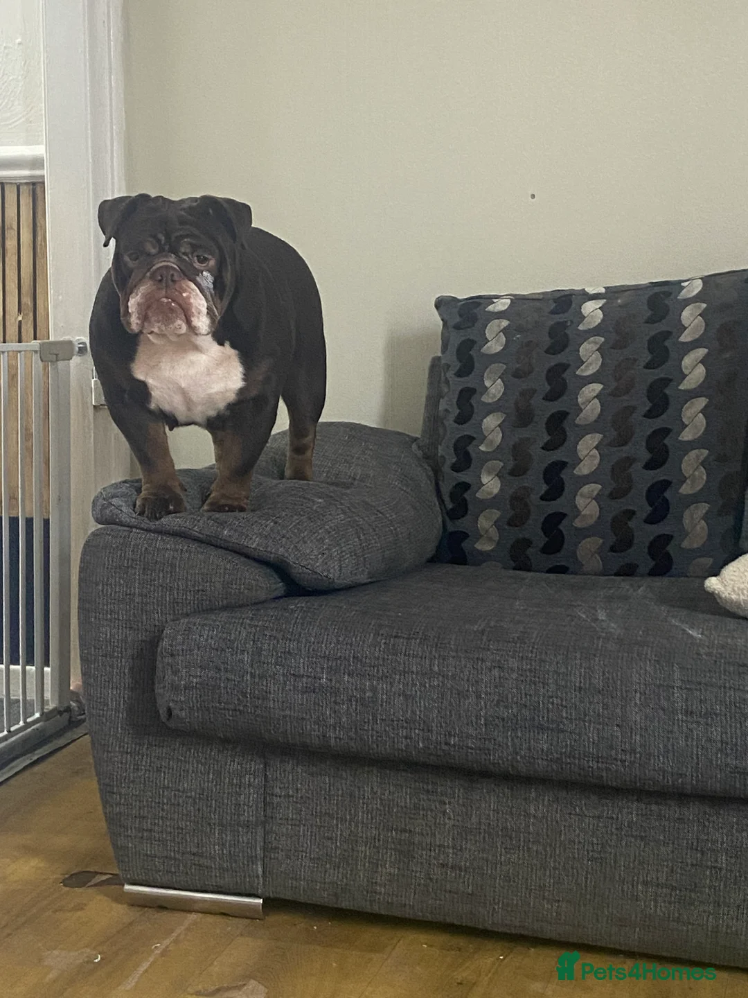 English Bulldog dogs for sale: 19 month old british bulldog female - Advert 3