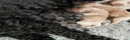 Cockapoo dogs for sale: 5* F2B Merle Cockapoos  - Advert 9