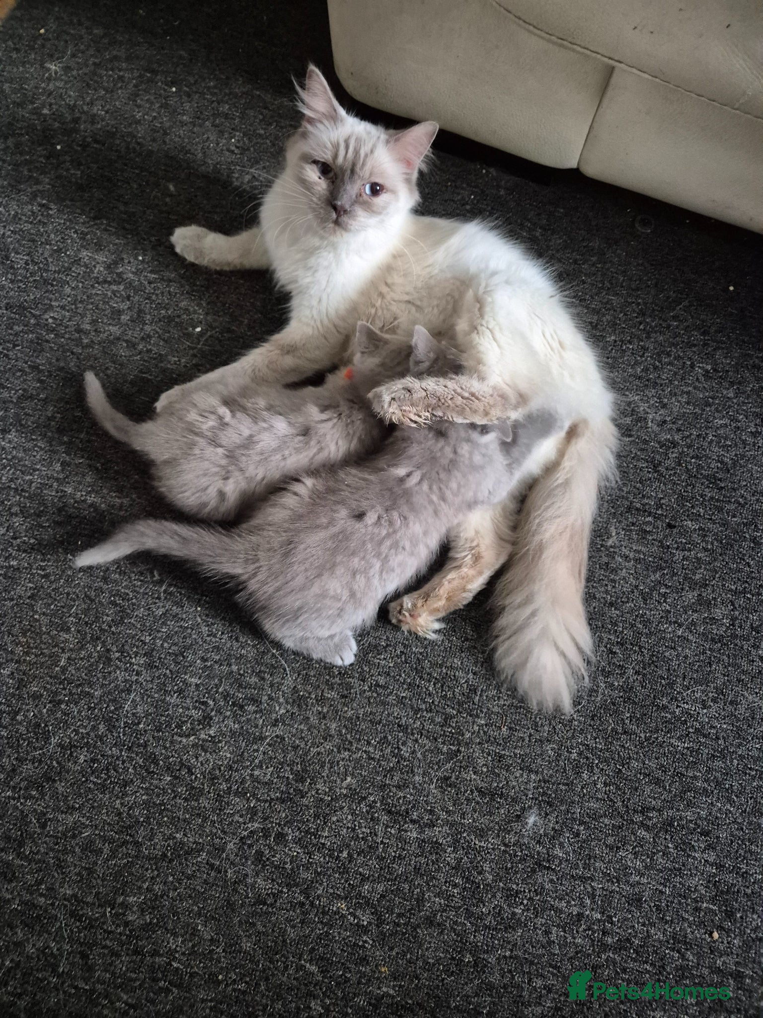 Mixed Breed cats for sale: British Shorthair X Ragdoll kittens  - Advert 1