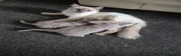Mixed Breed cats for sale: British Shorthair X Ragdoll kittens  in Altrincham - Advert 1