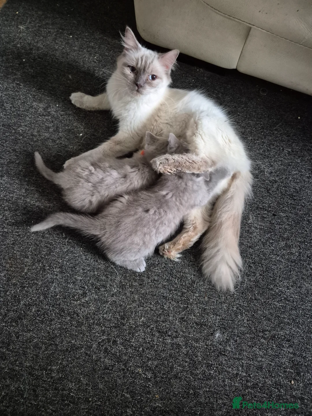 Mixed Breed cats for sale: British Shorthair X Ragdoll kittens  in Altrincham - Advert 1