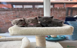 British Shorthair cats for sale: Beautiful British Shorthair Kittens  - Image 7