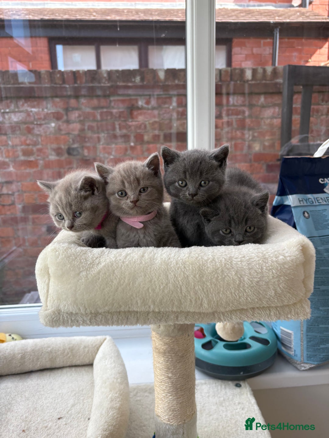British Shorthair cats for sale: Beautiful British Shorthair Kittens  - Image 7