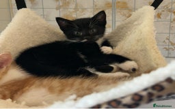 Mixed Breed cats for sale: 1 boy remaining - Image 4