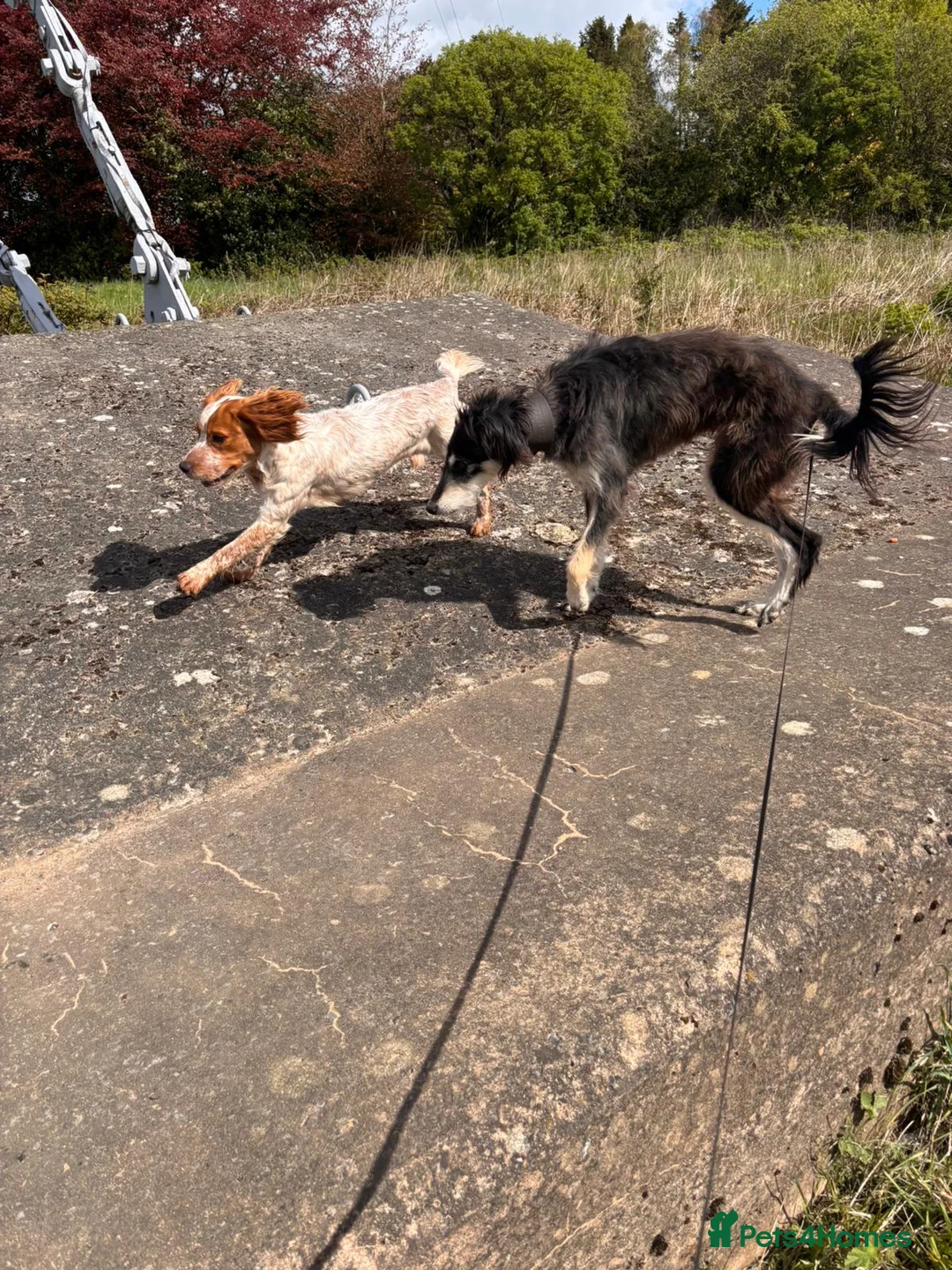 Cocker Spaniel dogs for sale: Lush little springer in Durham - Advert 2