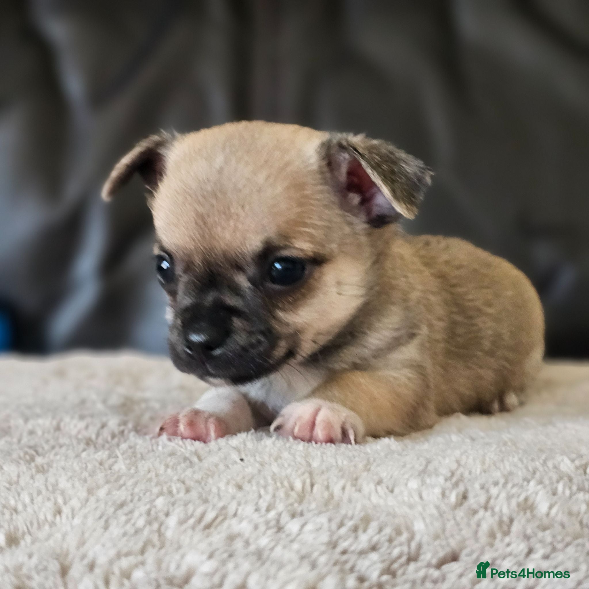 Chihuahua dogs 2 chiuaua baby boy - Advert 19