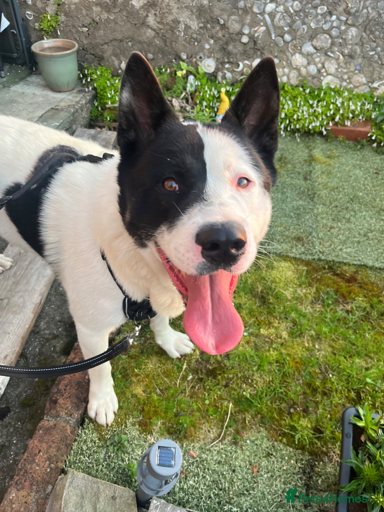 Akita dogs for sale: Kaizer the akita - Advert 1