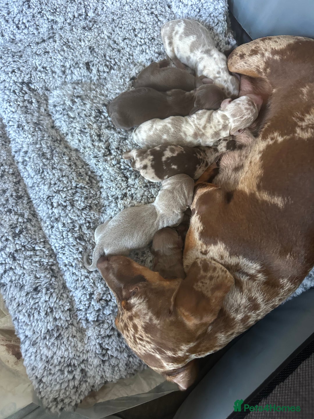Miniature Dachshund dogs for sale: Miniature Dachshund Puppies - Image 3