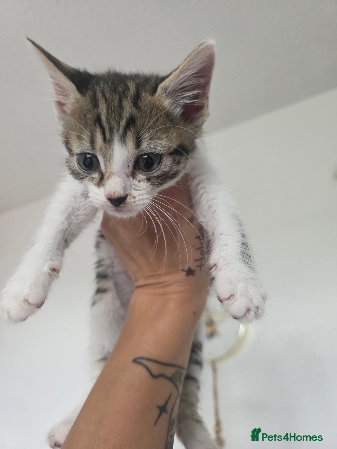 British Shorthair cats for sale: KITTENS LOOKING FOR HOMES - Image 6