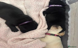 Labrador Retriever dogs for sale: Labrador puppies - Image 4