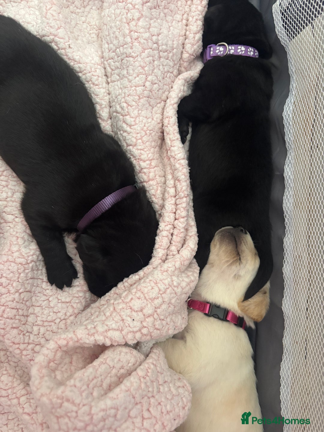 Labrador Retriever dogs for sale: Labrador puppies - Image 4