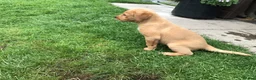 Labrador Retriever dogs for sale: Rkc reg, dna health test, hip and elbow score,  in Dulverton - Advert 7