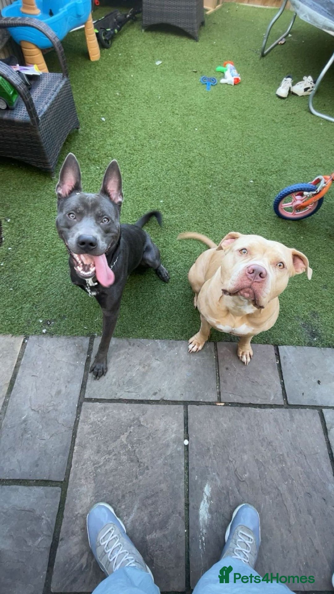 Mixed Breed dogs for sale: Smokey. Belgian malinois x looking for a new home - Advert 6