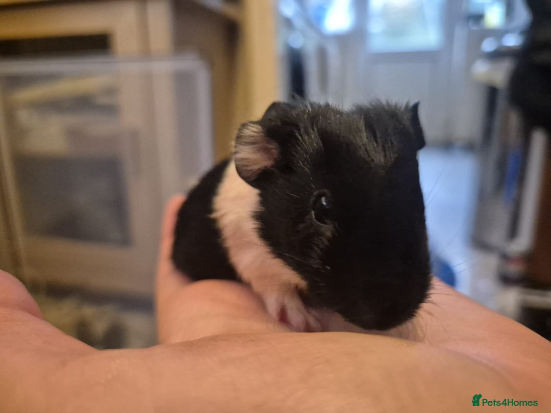 Guinea Pig rodents for sale: Guinea pigs for Sale ! - Advert 11