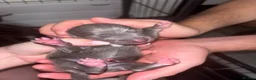 Mixed Breed dogs for sale: Whippet x Italian Greyhound Puppies  - Advert 7
