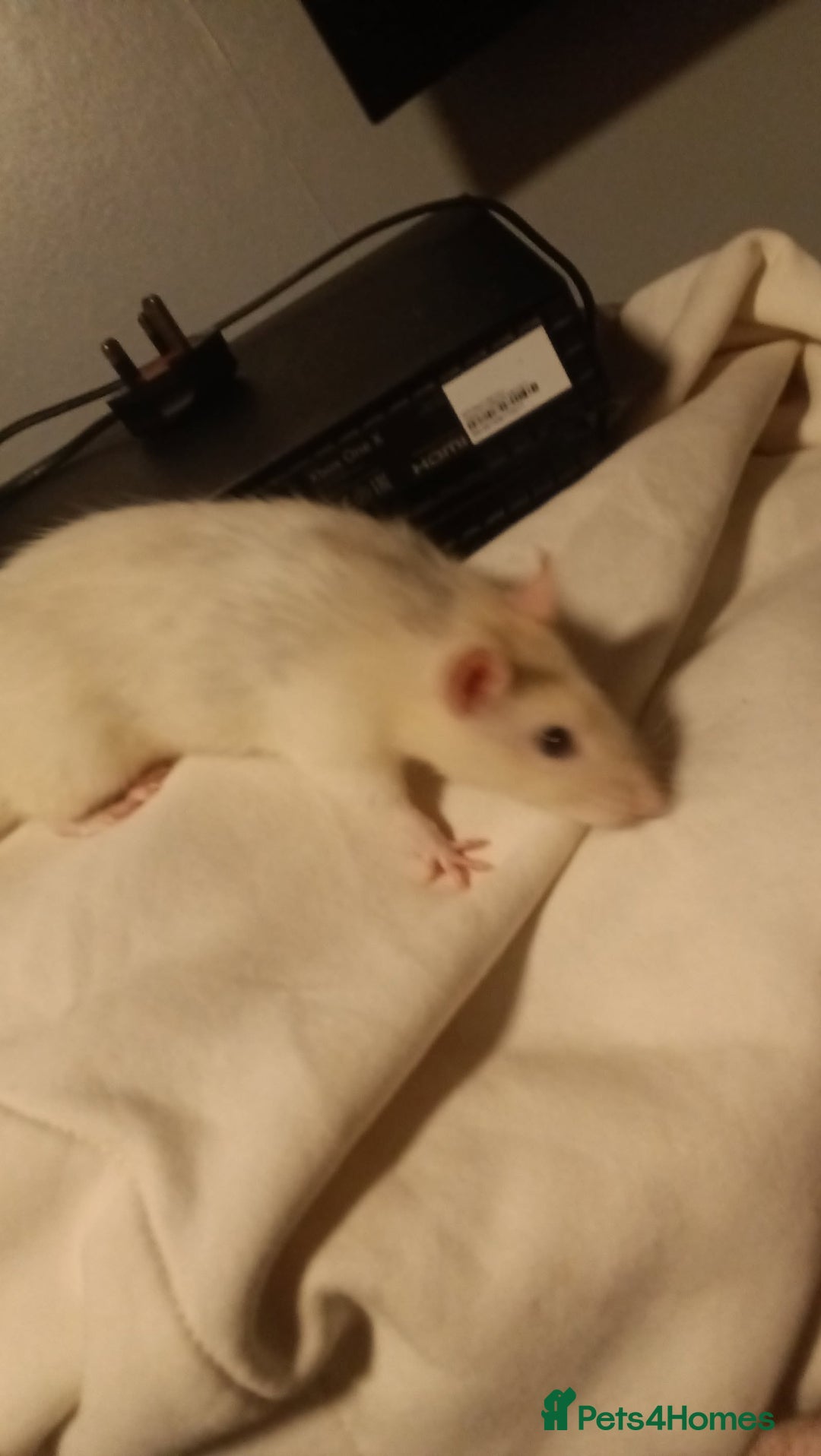 Rat rodents for sale: 100 for male and cage 150 for the 4 girls and cage - Image 3