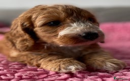 Cockapoo dogs for sale: Adorable cockerpoo girls - Image 3