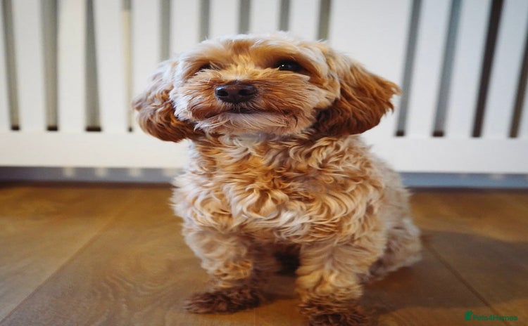 Maltipoo dogs - Advert 1