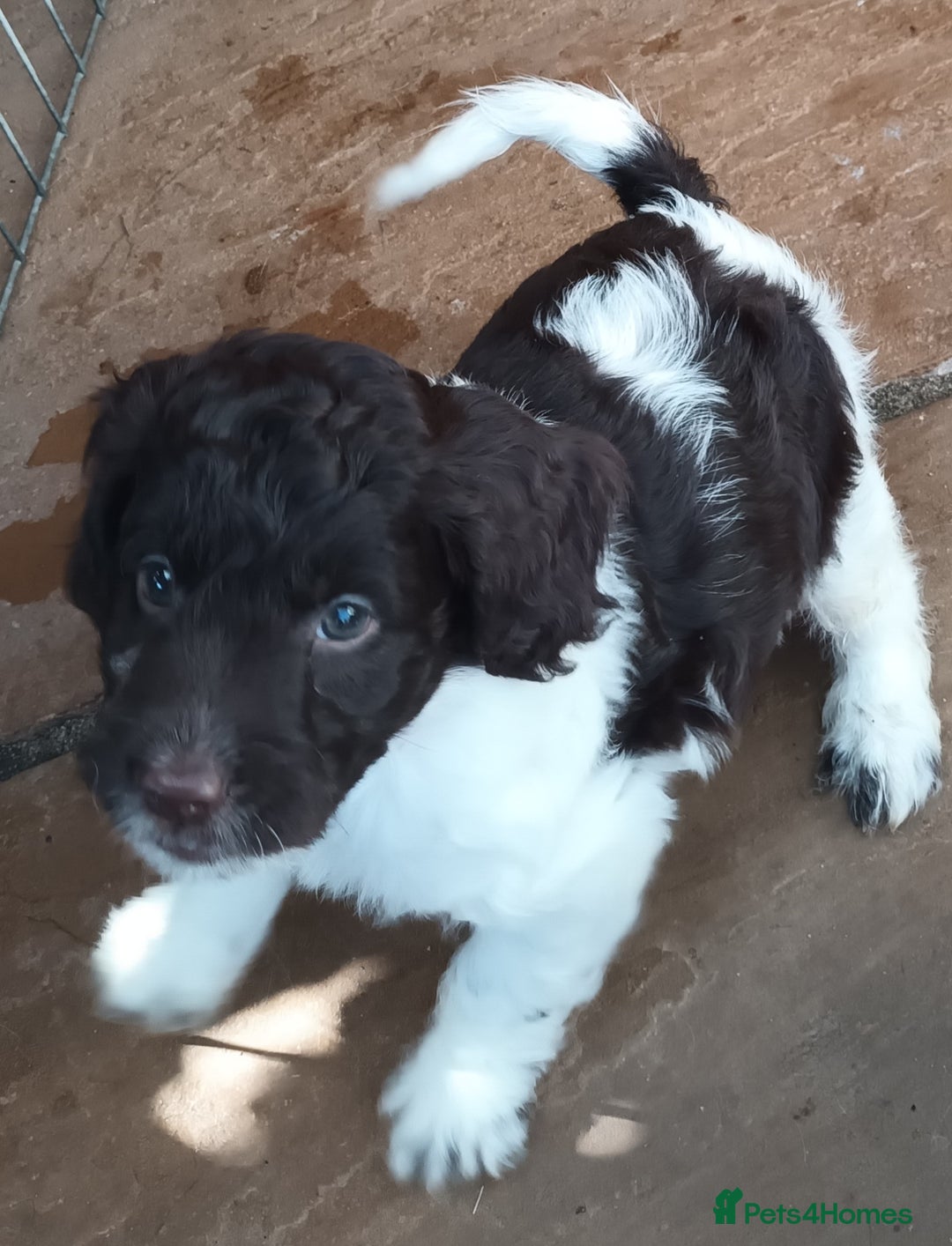 Sproodle dogs for sale: F1 Parti Sproodles 💥 REDUCED 💥 LAST TWO MALES 💥 in Kidderminster - Image 7