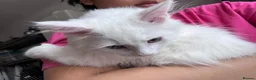 Munchkin cats for sale: Beautiful Girl kitten - Advert 13