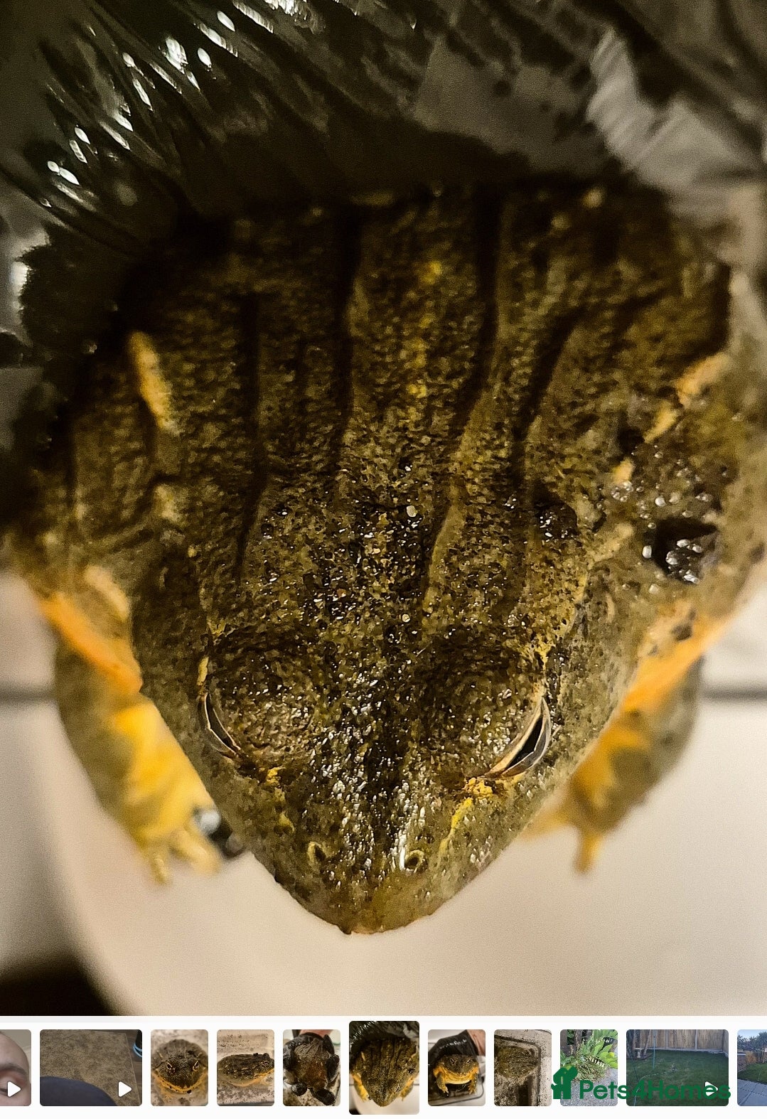 Frog reptiles Giant African Bullfrog - Advert 2