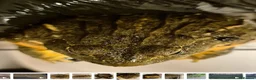 Frog reptiles for sale: Giant African Bullfrog - Advert 2