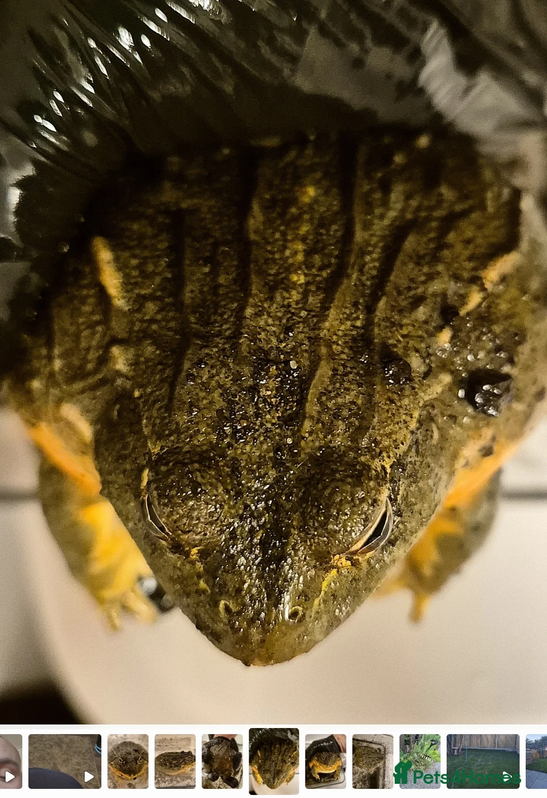 Frog reptiles for sale: Giant African Bullfrog - Advert 2