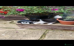 British Longhair cats for sale: ❤️Urgent 2 lovely sweet kitten left - Image 2