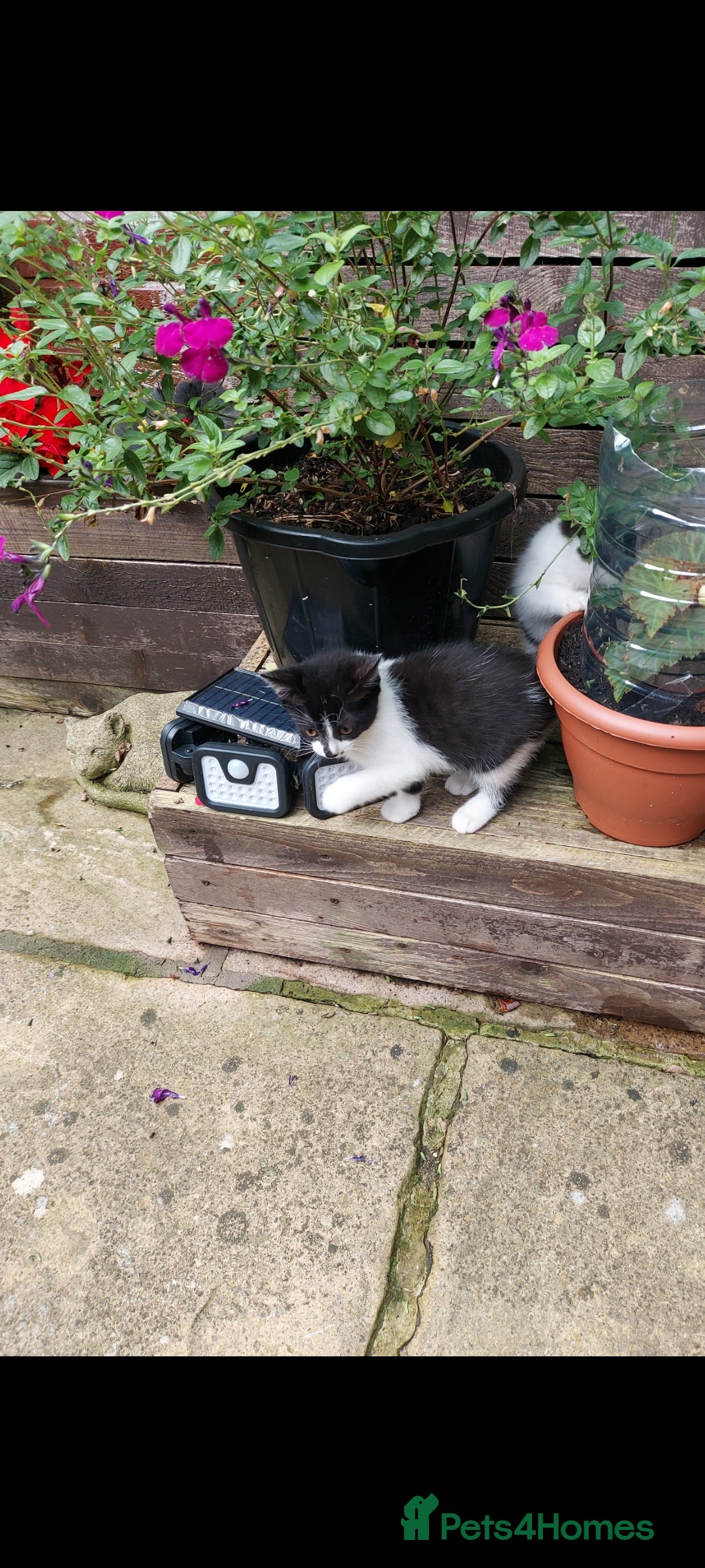 British Longhair cats for sale: ❤️Urgent 2 lovely sweet kitten left - Image 2