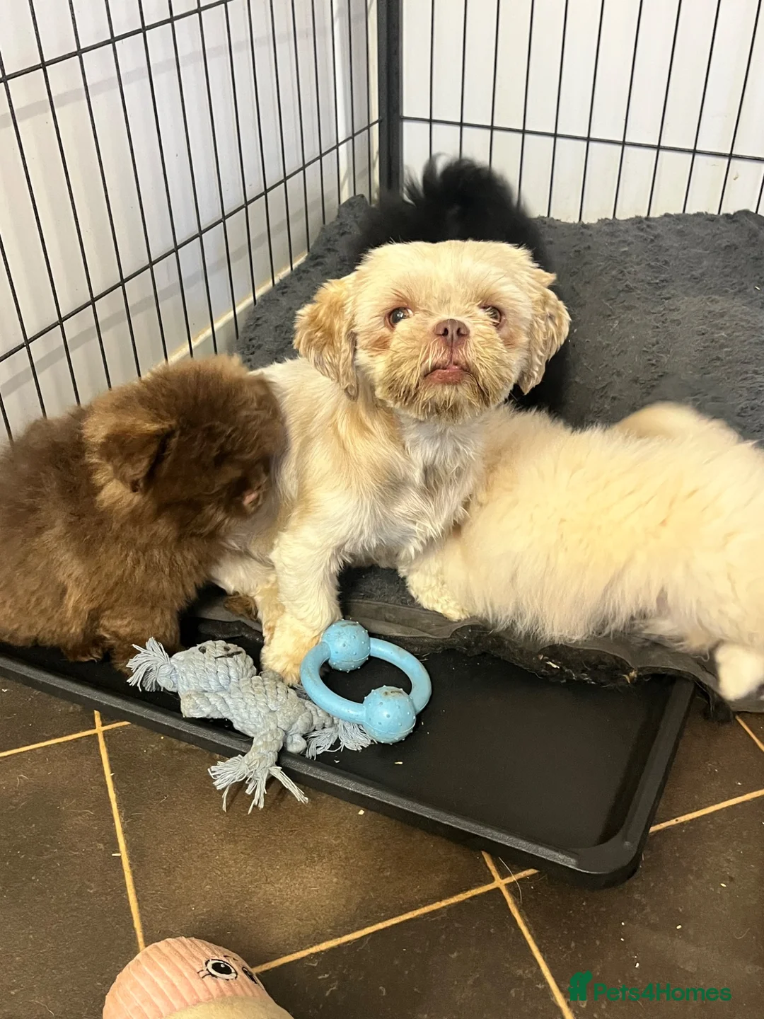 Mixed Breed dogs for sale: Pure fluff Balls and Gorgeouse  - Advert 7