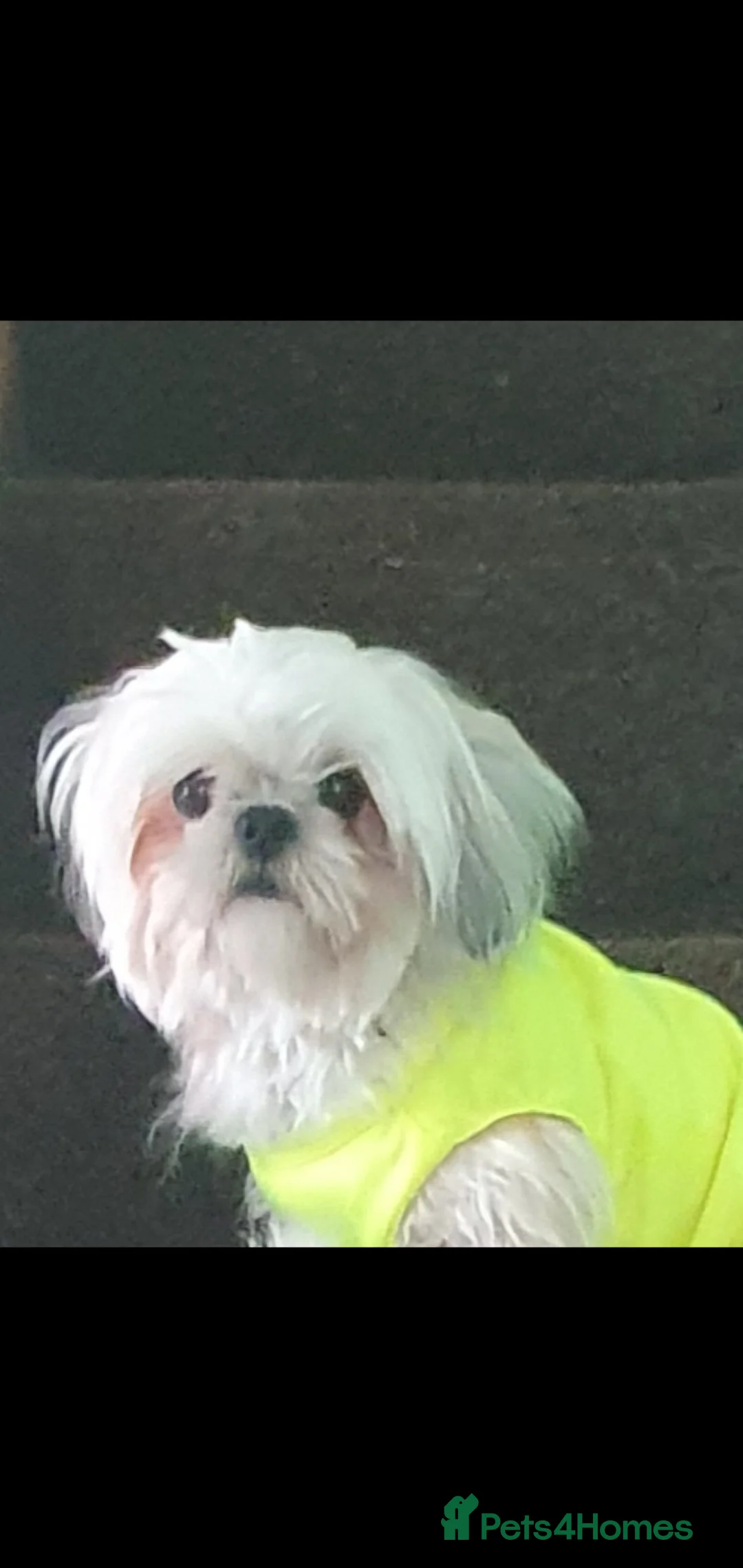 Shih Tzu dogs for stud: Shiz Tzu stud - Advert 2